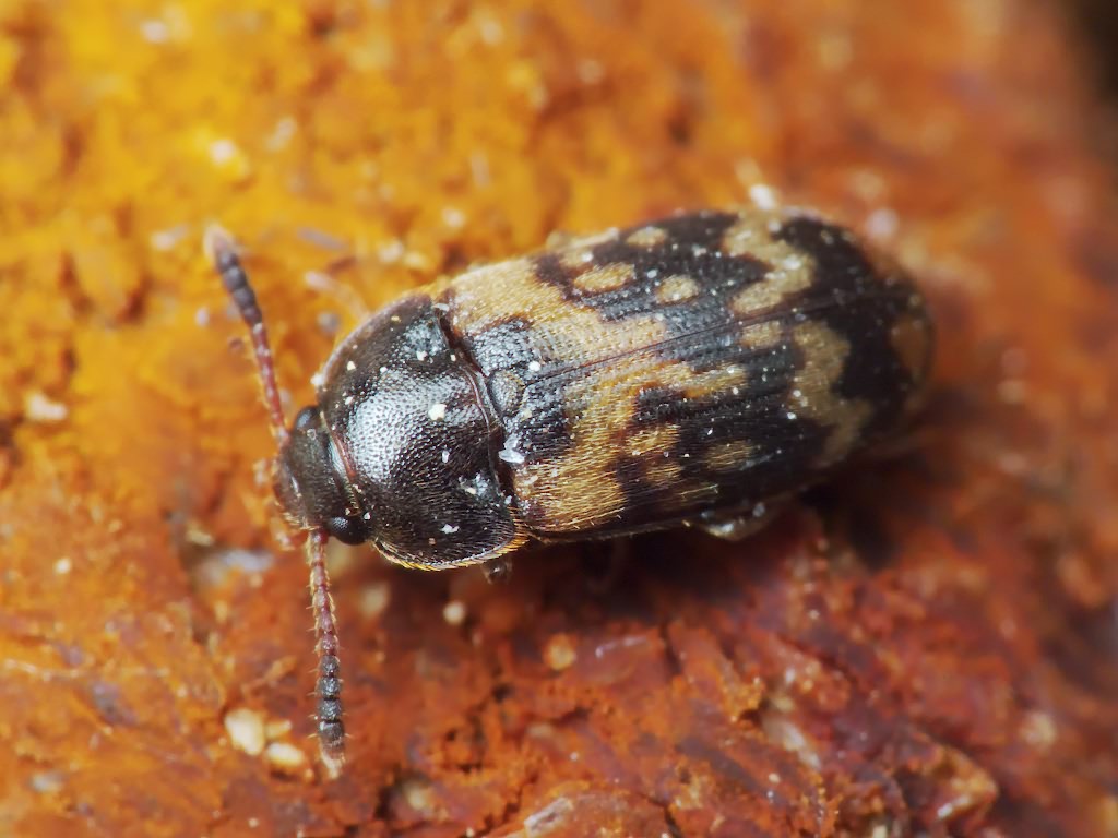 Mycetophagus ciscaucasicus Semenov, 1899